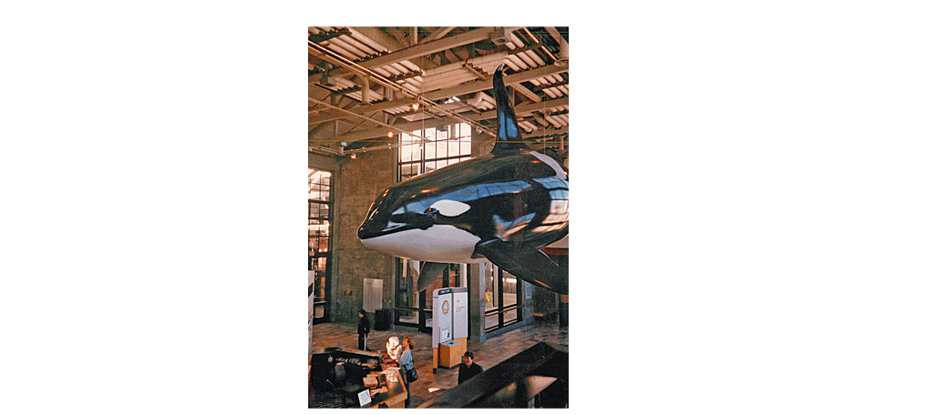 orca-whale-in-museum